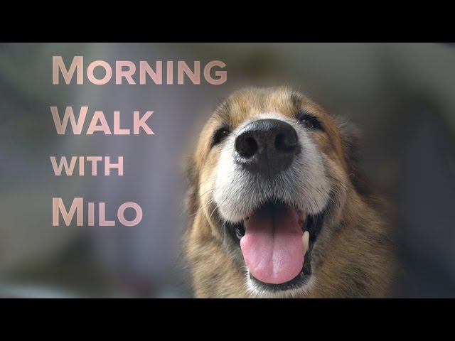 Morning Walk with Milo | Our Thai Jungle Dog